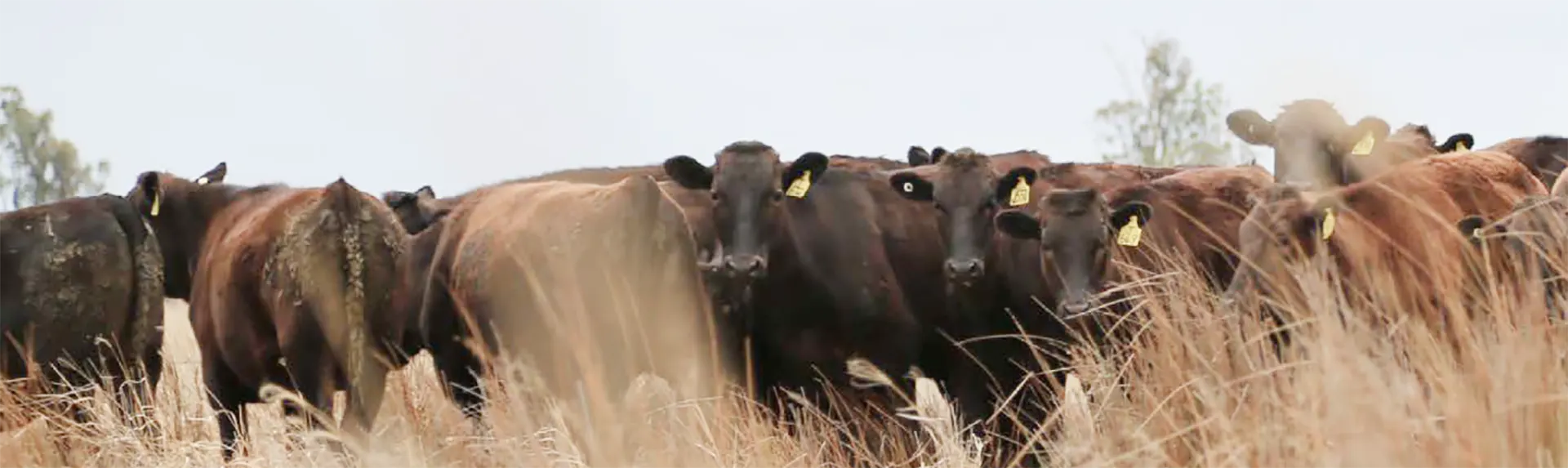 foodserviceapme Global Sourcing and Supply